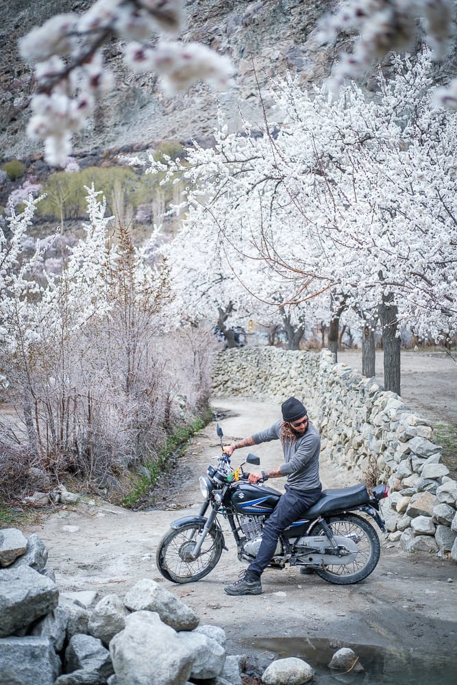 cherry blossoms in Hunza