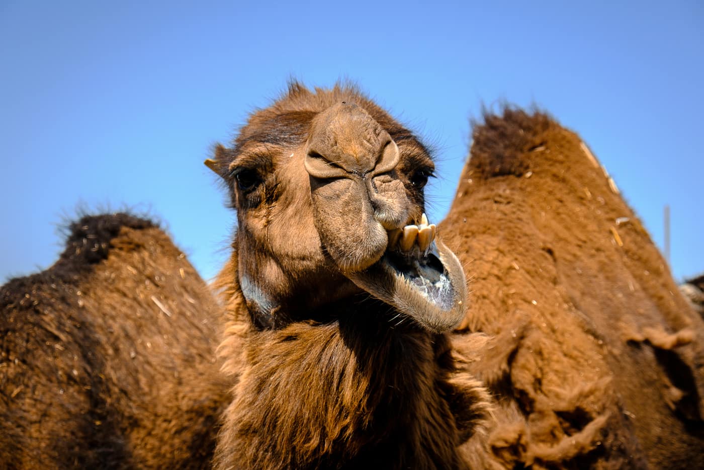 camel in iran travel